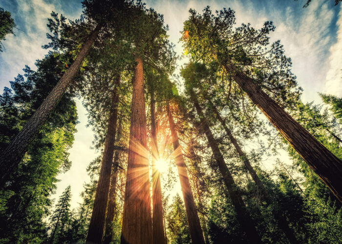 Forest